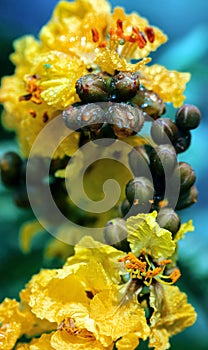 Peltophorum pterocarpum, known as copperpod, yellow-flamboyant, flametree, yellow poinciana flower blossoms close-up.