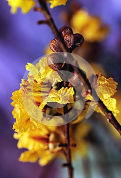 Peltophorum pterocarpum, known as copperpod, yellow-flamboyant, flametree, yellow poinciana flower blossoms close-up.