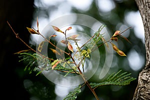 Peltophorum pterocarpum - a lush green avenue tree with bright yellow flowers and copper colored mature seeds