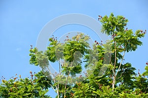 Peltophorum pterocarpum - a lush green avenue tree with bright yellow flowers and copper colored mature seeds