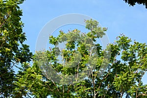 Peltophorum pterocarpum - a lush green avenue tree with bright yellow flowers and copper colored mature seeds