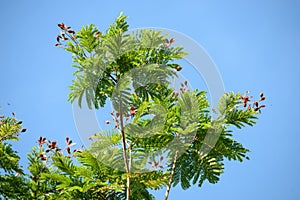 Peltophorum pterocarpum - a lush green avenue tree with bright yellow flowers and copper colored mature seeds