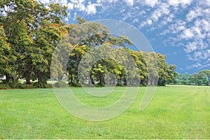 Peltophorum pterocarpum tree with windbreak