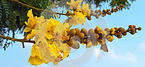 Peltophorum pterocarpum yellow flametree copperpod beautiful flowers buds