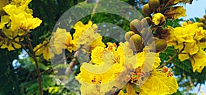 Peltophorum pterocarpum yellow flametree copperpod flowers stock buds