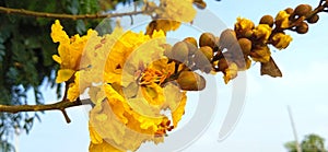 Peltophorum pterocarpum yellow flametree copperpod snap