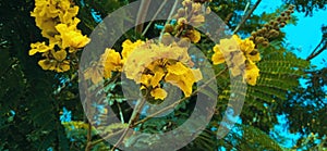 Peltophorum pterocarpum yellow flametree flowers