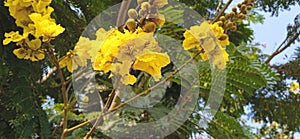 Peltophorum pterocarpum yellow flametree flowers buds
