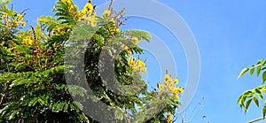 Peltophorum pterocarpum yellow gulmohar yellow poinciana