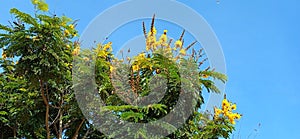 Peltophorum pterocarpum yellow gulmohar yellow poinciana close up