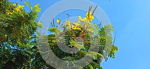 Peltophorum pterocarpum yellow gulmohar yellow poinciana snap