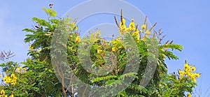 Peltophorum pterocarpum yellow gulmohar yellow poinciana stock