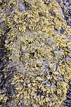 Pelvetia canaliculata channelled wrack and Fucus spiralis spiral wrack growing together