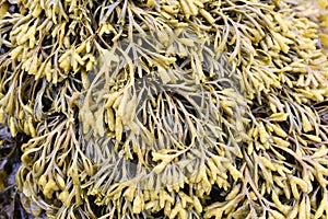 Pelvetia canaliculata channelled wrack growing on a rock