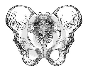 Pelvic bone,