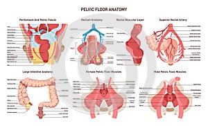 Pelvic floor anatomy. Rectum and colone blood supply, muscular photo