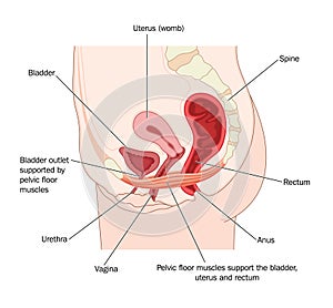 Pelvic floor muscles