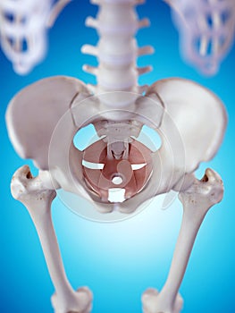 The pelvic floor muscles photo