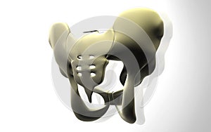 Pelvic girdle