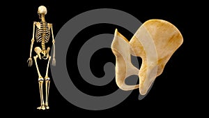Pelvic hip bone