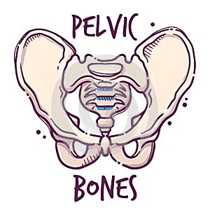 Pelvic. Humans and animals internal organs. Medical theme for posters, leaflets, books, stickers. Human organ anatomy