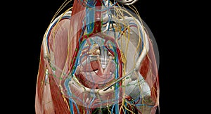 Pelvic lymph nodes and vessels