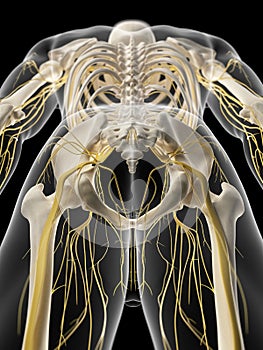 The pelvic nerves