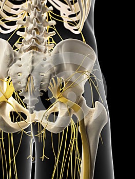 The pelvic nerves