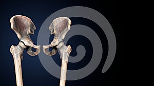 Human Skeleton Hip or Pelvic bone Anatomy photo