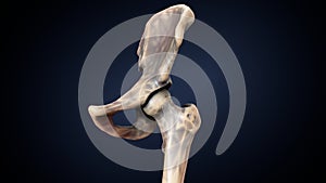 Human Skeleton Hip or Pelvic bone Anatomy photo