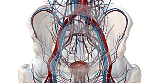 The pelvic venous system is responsible for taking blood from the pelvic walls and viscera back to the main circulation