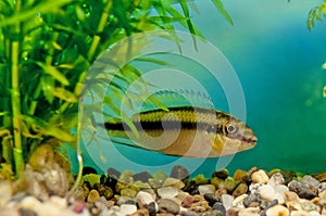 Pelvicachromis pulcher