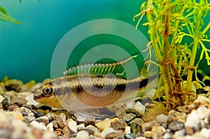 Pelvicachromis pulcher