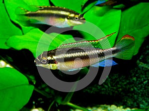 Pelvicachromis pulcher