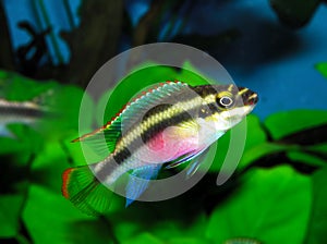 Pelvicachromis pulcher