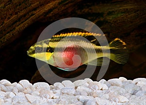 Pelvicachromis pulcher kribensis cichlid Aquarium fish
