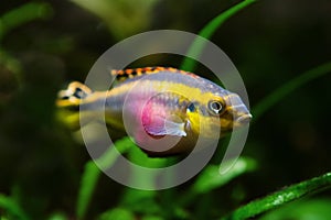 Pelvicachromis pulcher young beautiful male fish, popular ornamental species, endemic animal of African river Congo