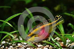 Pelvicachromis pulcher young male fish in its beauty, popular ornamental species, endemic animal of African river Congo