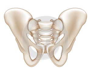 Pelvis