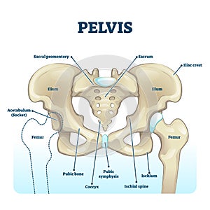 Pelvis anatomical skeleton structure. labeled vector illustration diagram