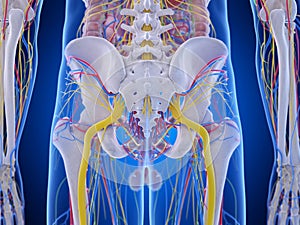 The pelvis anatomy