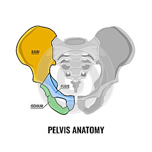 Pelvis Anatomy Scheme