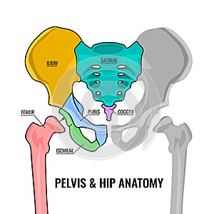 Pelvis Anatomy Scheme photo