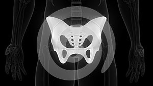 Pelvis Bone Joints of Human Skeleton System Anatomy X-ray 3D rendering