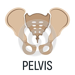 Pelvis bone, x-ray concept icon, roentgen human body image isolated on white, flat vector illustration. Skeleton part of man