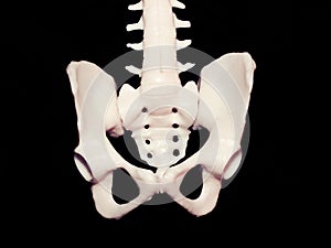 Pelvis bones img