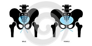 Pelvis bones and muscle