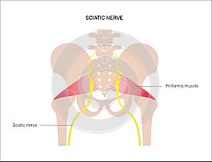 Pelvis bones and muscle