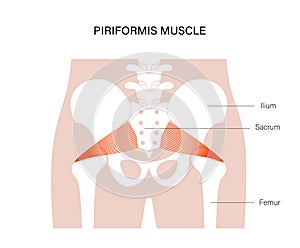 Pelvis bones and muscle