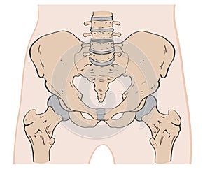 The pelvis consists of the sacrum, the coccyx,the ischium, the ilium, and the pubis. photo